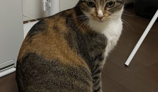 我が家の猫が脱走しました！